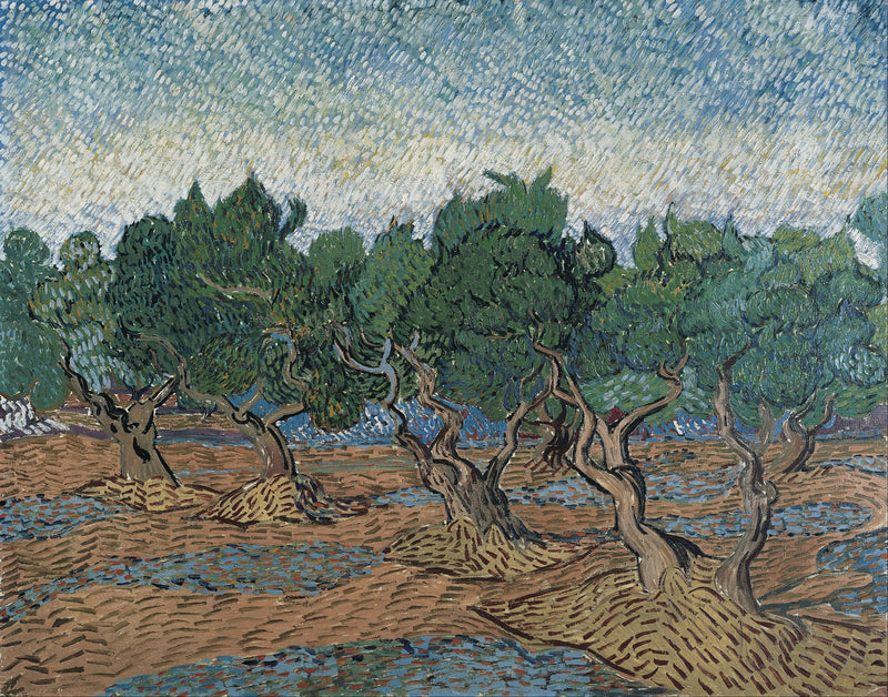 Olive grove