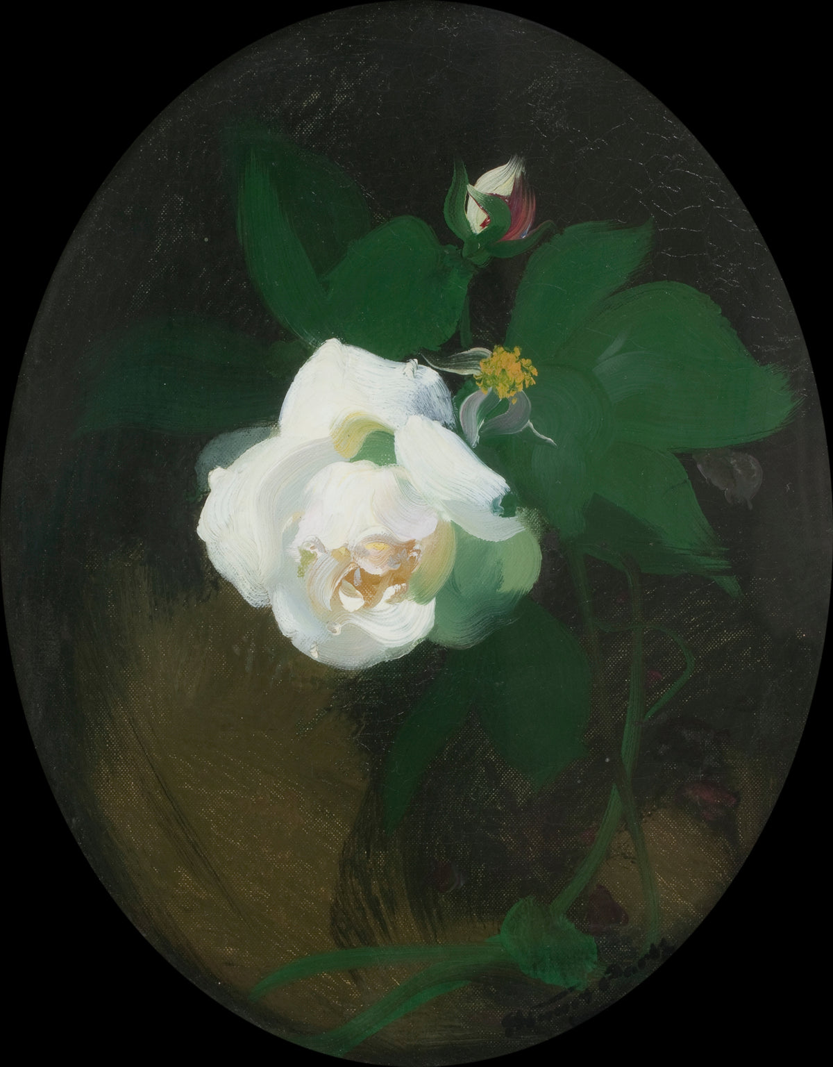 White Rose