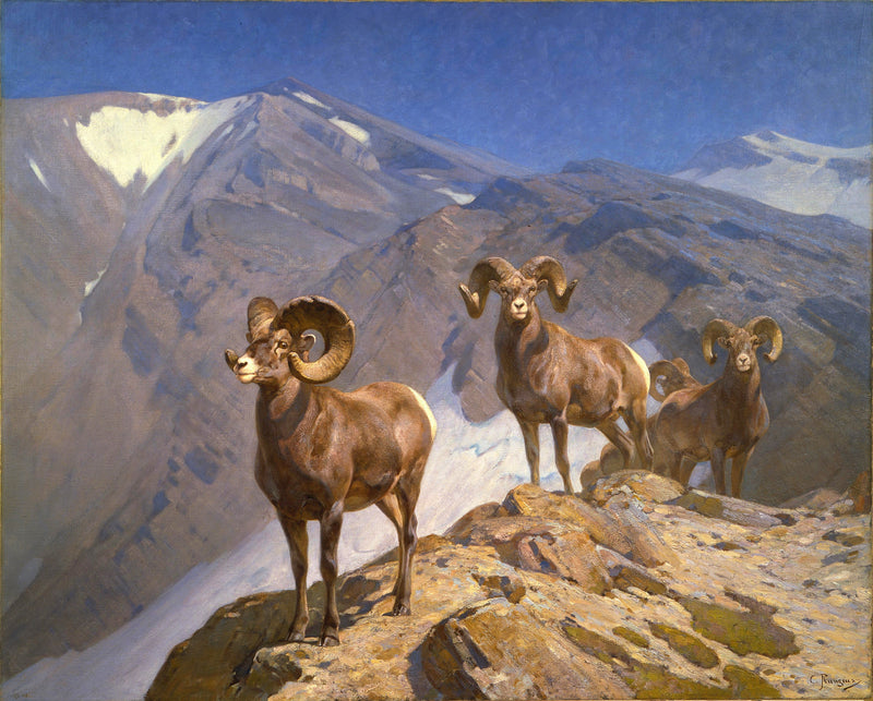 The Mountaineers — Big Horn Sheep on Wilcox Pass (1912)