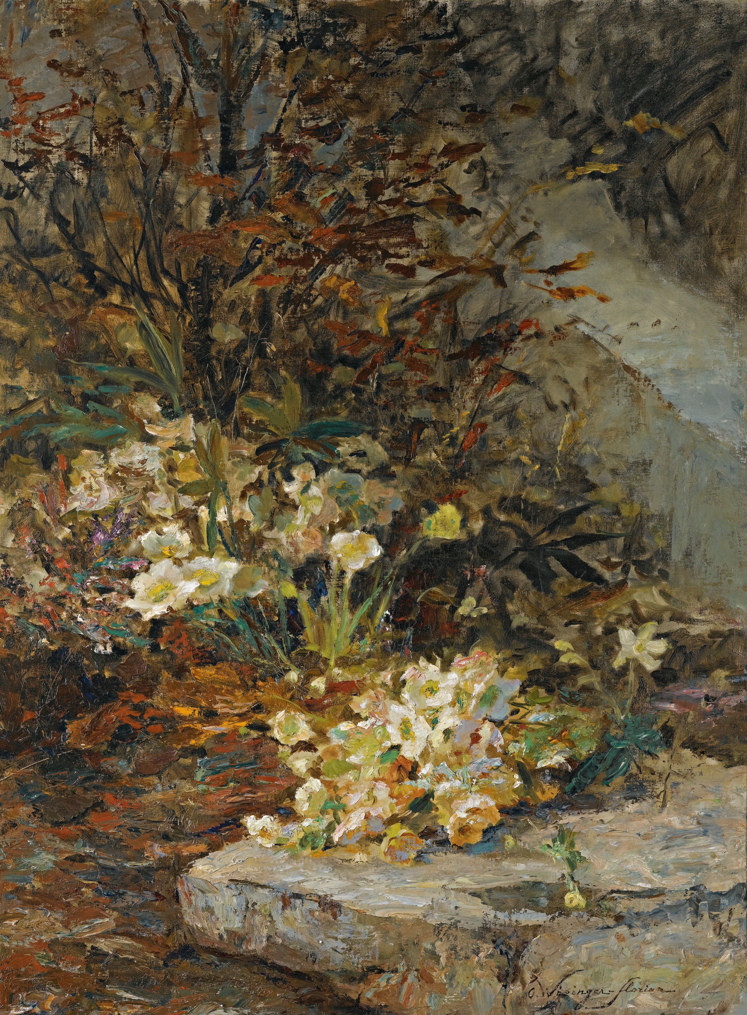 Hellebores